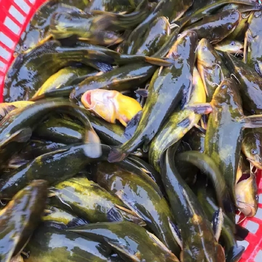 精品杂交黄骨鱼