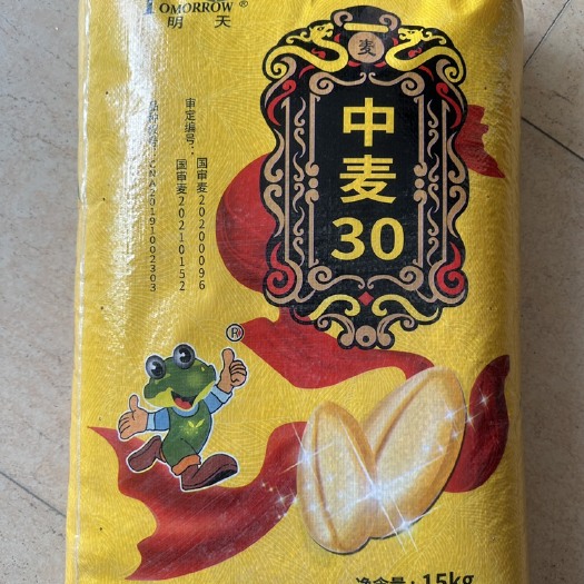 保定中麦30精品小麦种