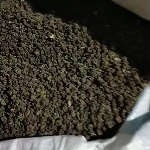 思南县吴茱萸，干净、大粒，父母一粒一粒摘下晒干