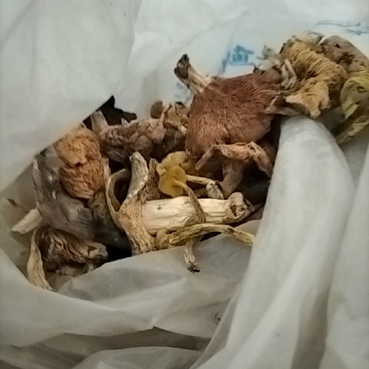 南江县高山天然生长干杂菌