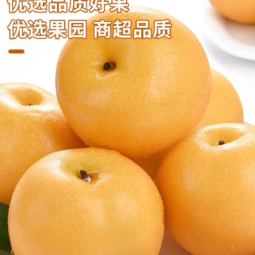冠县丰水梨，秋月梨，大量，欢迎来园洽谈