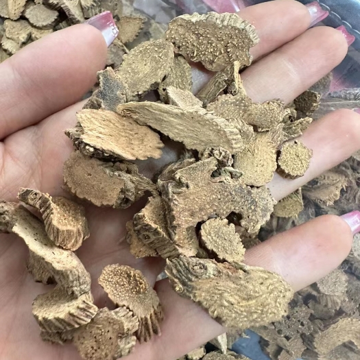 玉林千年健  圆片