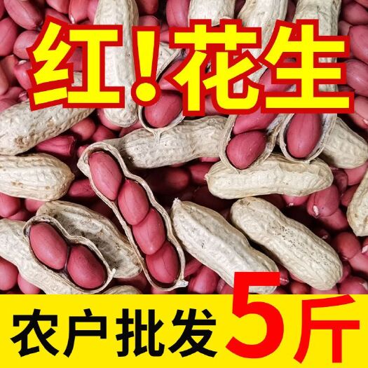 2025红皮花生花生带壳生米仁四粒红衣花生种子自种新鲜货