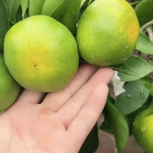 资阳资阳丰裕高山蜜桔