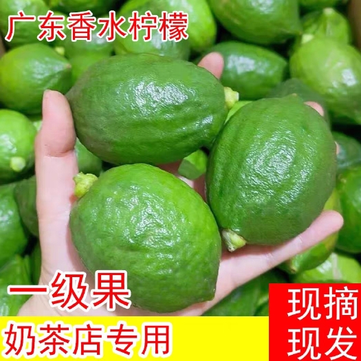 广州广东香水柠檬一级果产地直发
