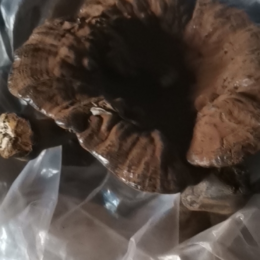 宜黄县灵芝