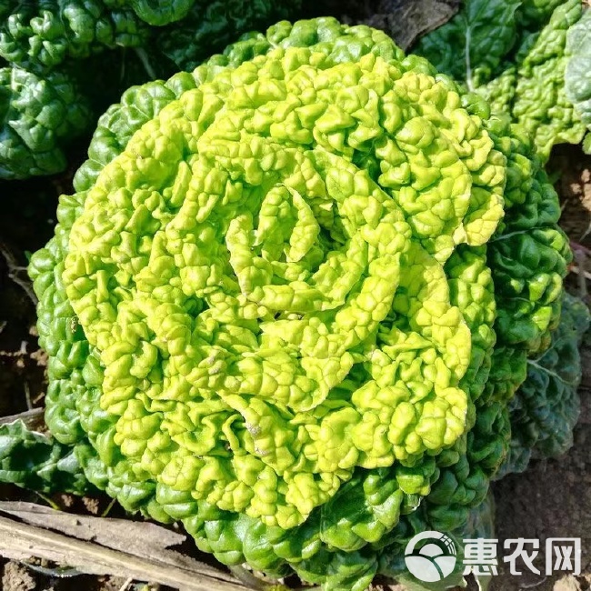 玉良乌塌菜种子