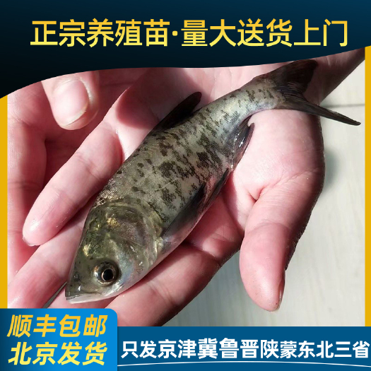 文安县花鲢鱼苗 胖头鱼苗 大头鱼苗 做完防疫 送货上门
