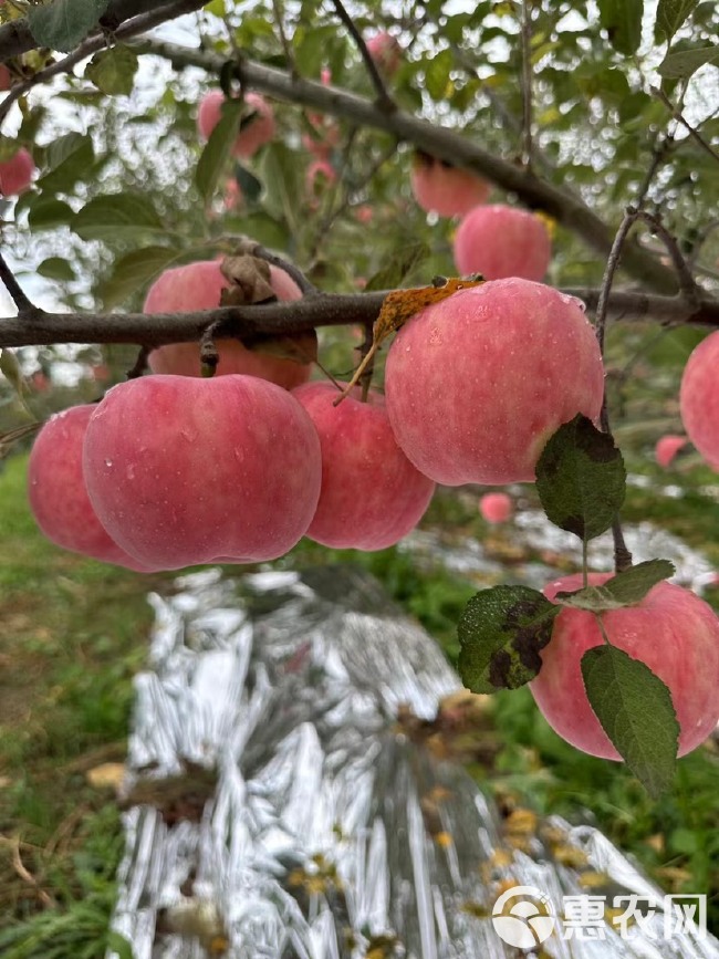 【活动中啦】陕西2023年洛川红富士苹果，肉质细腻松脆，