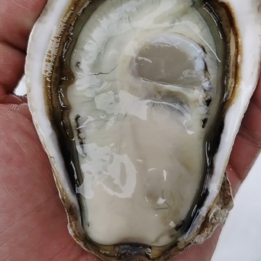 佛山乳山精品，个头足，实肉