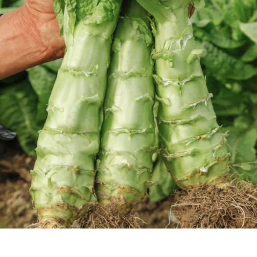 泰安秋季莴苣大量上市