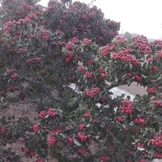 兰考县山楂马上成熟 个大果甜有需要的联系