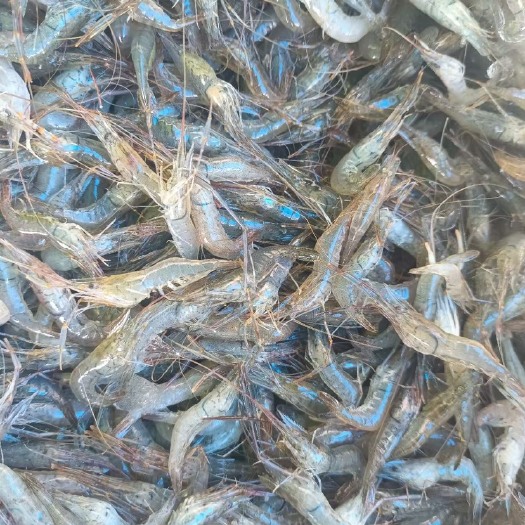 兴化市冰鲜青虾3-5公分