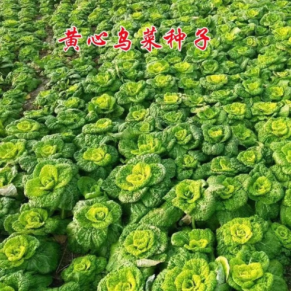 玉良乌塌菜种子