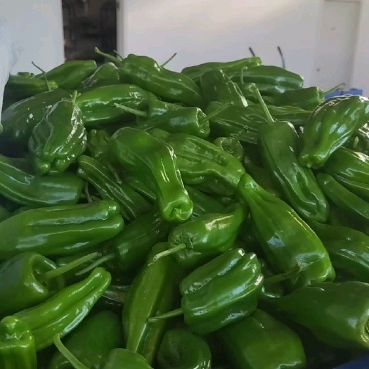 宜都市芜湖椒 泡椒 线椒 螺丝椒 产地一手货源 现摘现发