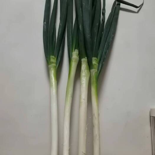 滦平县大葱