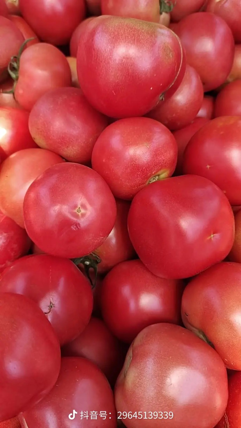 西红柿大量有货