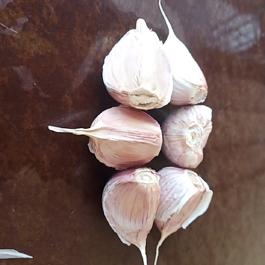 兰陵县超级大蒜瓣蒜种