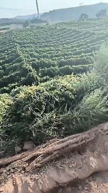 闻喜县批发山药，通货巴掌小货，一手货源