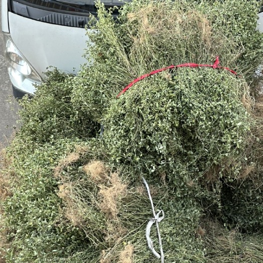 仙居县小青草