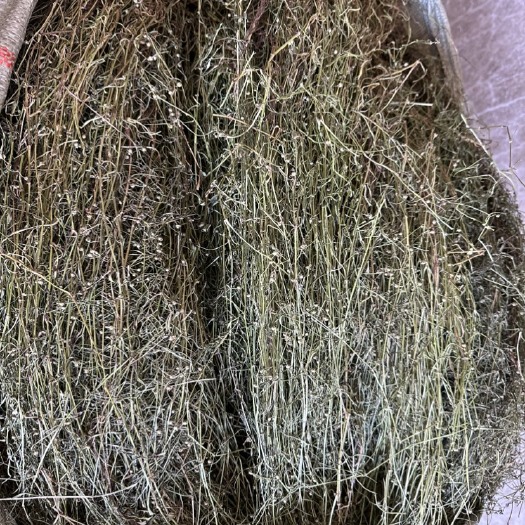 仙居县白花蛇舌草