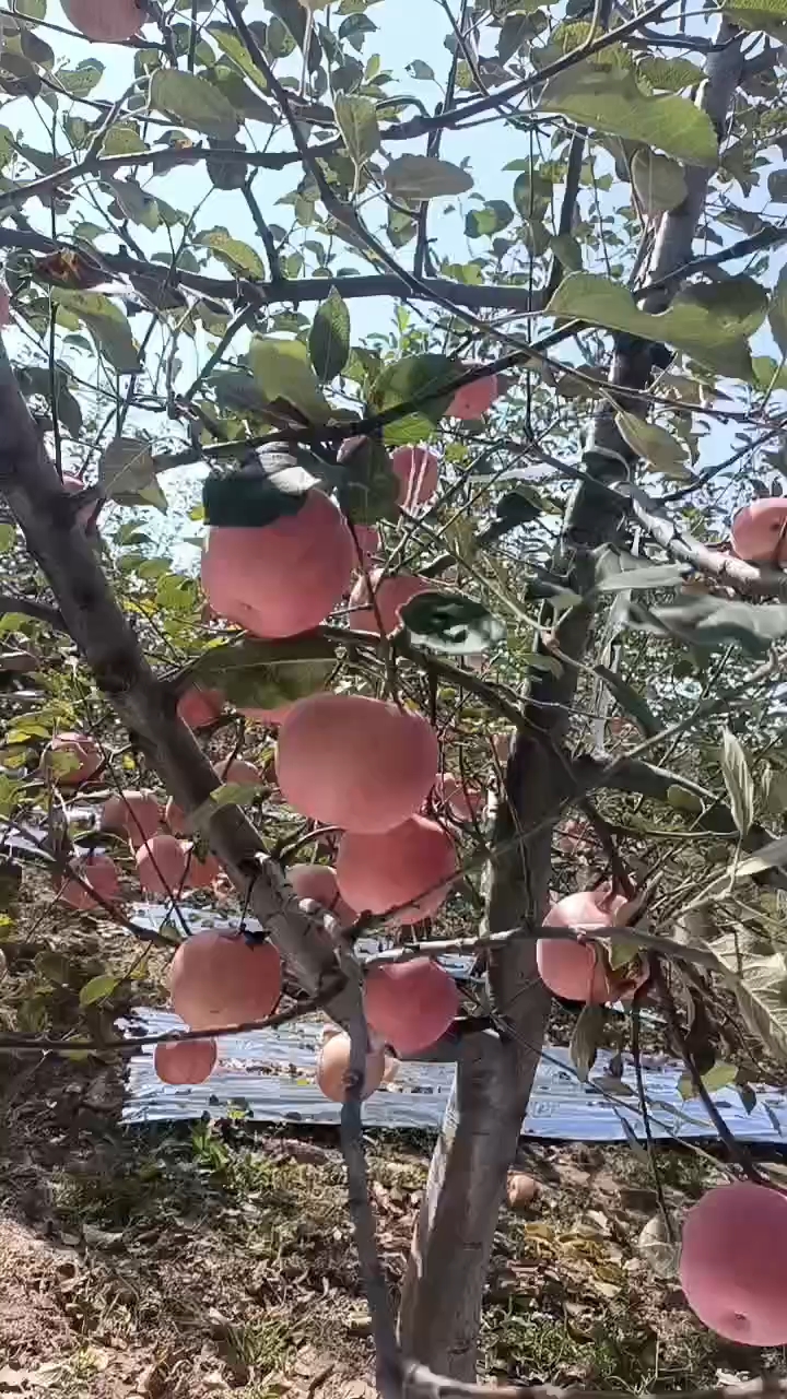 红富士