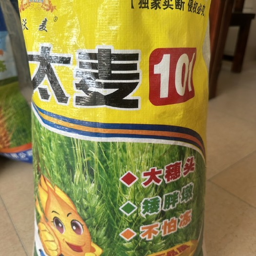 保定太麦101精品原种，分蘖能力强