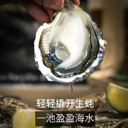 饶平县广东生蚝批发 鲜活全壳大蚝 牡蛎半壳小生蚝通货100斤50斤