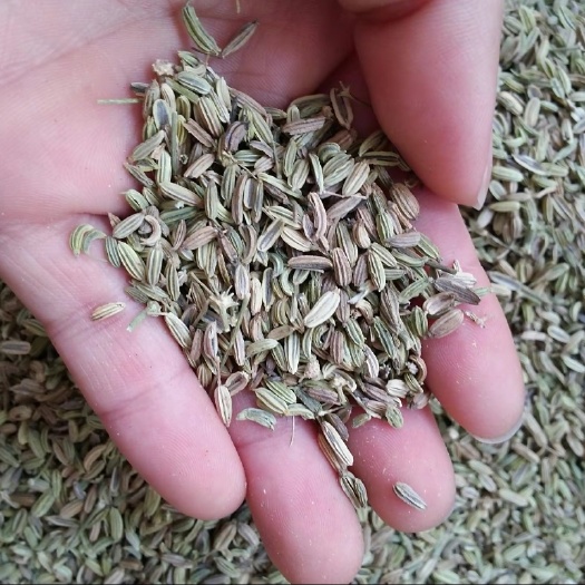 小茴香总共差不多有400来吨，有意可以协商，