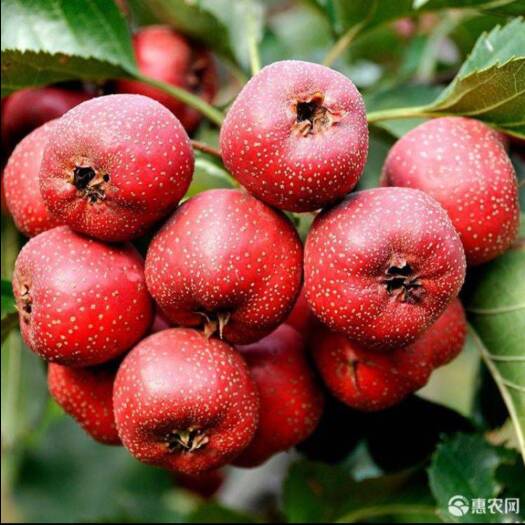 清河县大棉球山楂 山楂打浆果，罐头果，打浆上市出货，需要的老板抓紧