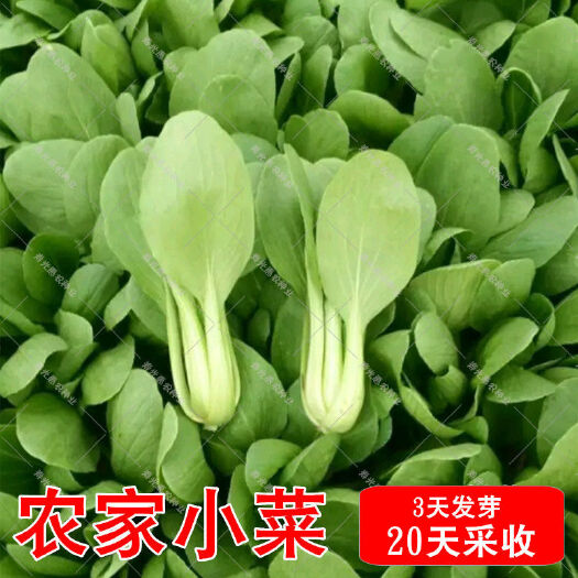 邵东市全新鸡毛菜种子 四季播种抗热耐寒蔬菜种子小白菜籽有机小青菜籽