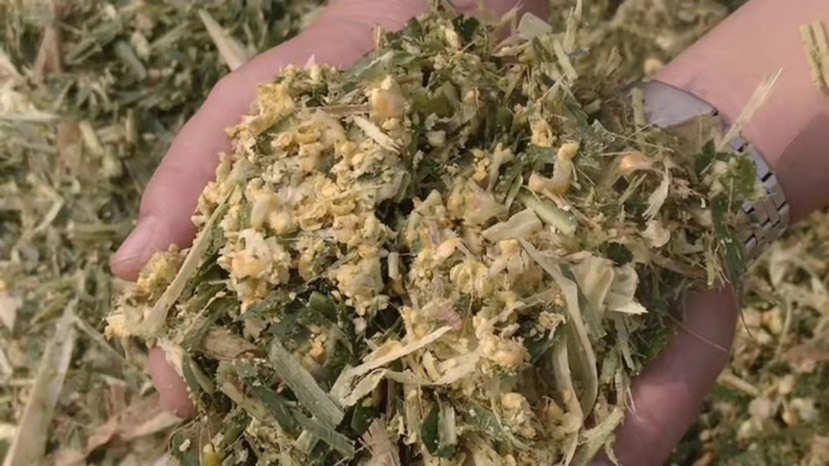 曲靖玉米秸秆 青储饲料 牛羊饲料