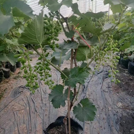 盆栽葡萄苗基地直接发货盆栽葡萄树