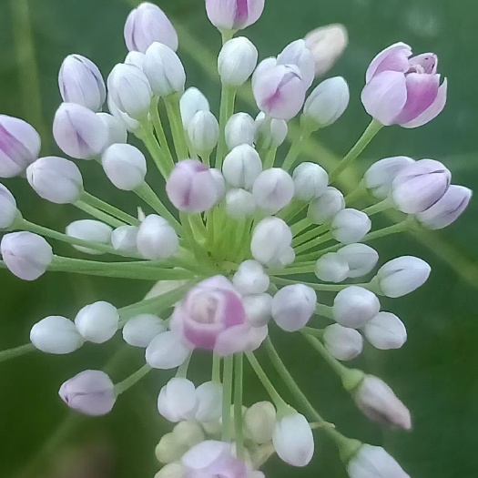 泽蒙花种苗（也叫天香花）
