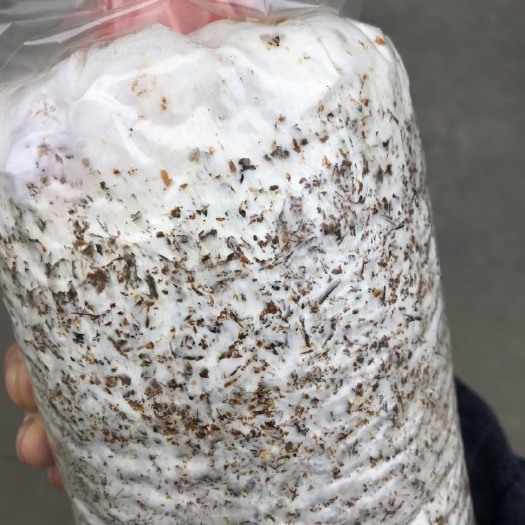 修文县红托竹荪菌棒