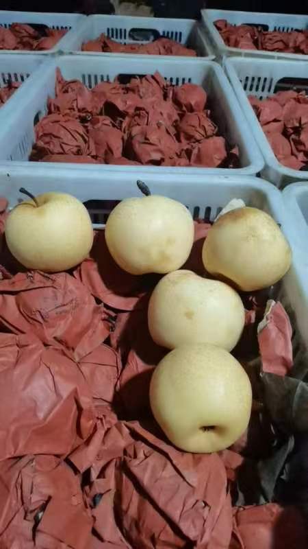 黄金梨正在出货中