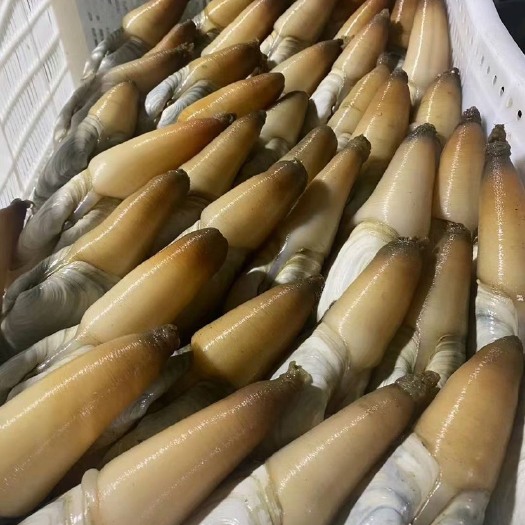 东港市象拔蚌干蚌，多种规格，全国发货