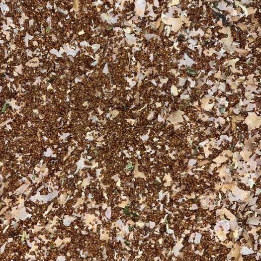 赫章县冰粉籽出售