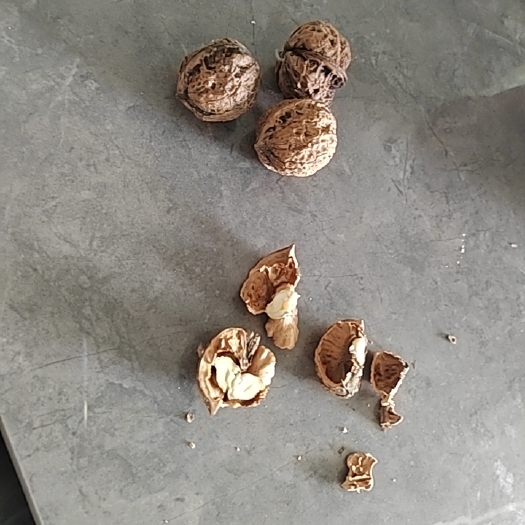黔西市核桃，自家种的很好的，非常的好吃