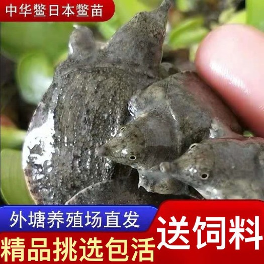 郯城县优质中华甲鱼苗 外塘养殖甲鱼苗 规格齐全成活率高提供技术
