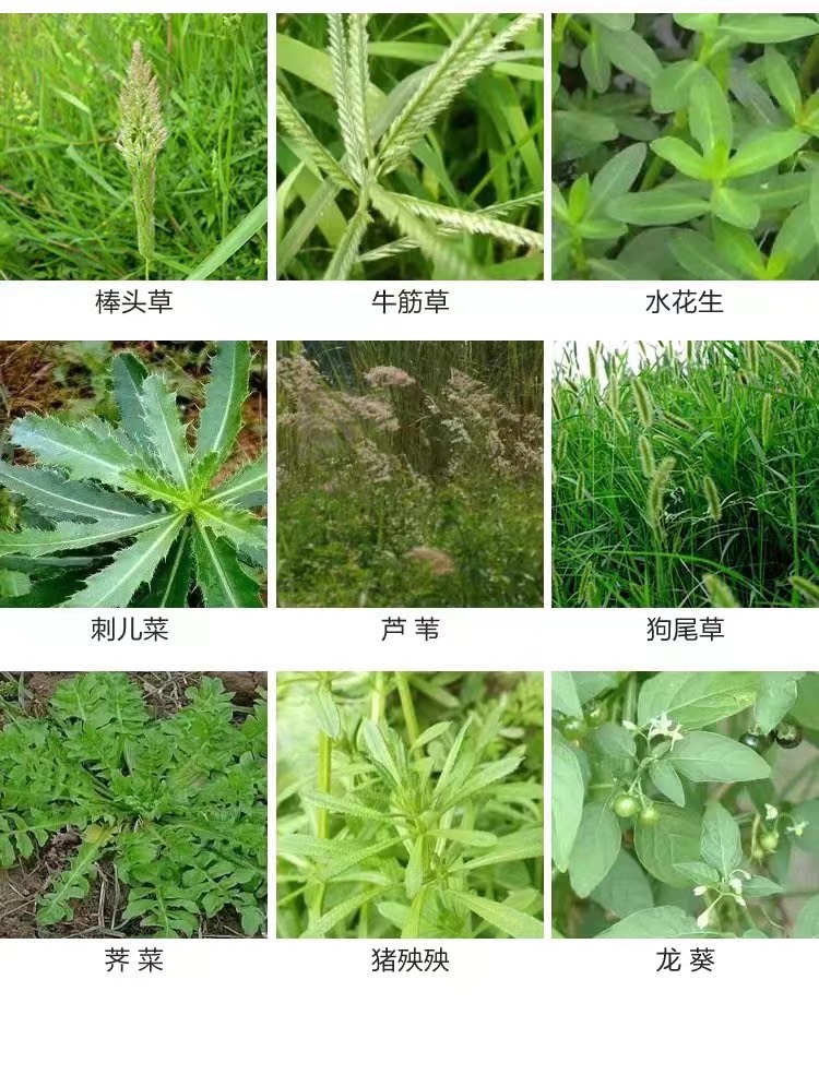 10斤高濃度精草銨膦銨鹽除草劑果園荒地牛筋草小飛蓬專用殺草劑