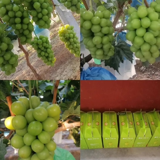 安丘市阳光玫瑰，2年结果，个大饱满，甜度高，期待光临