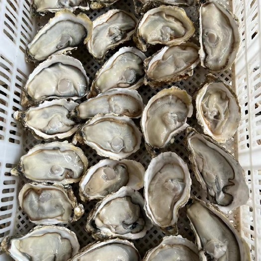 连云港新鲜冷冻半壳生蚝烧烤火锅料理食材原汁生蚝海鲜原浆牡蛎自助食材