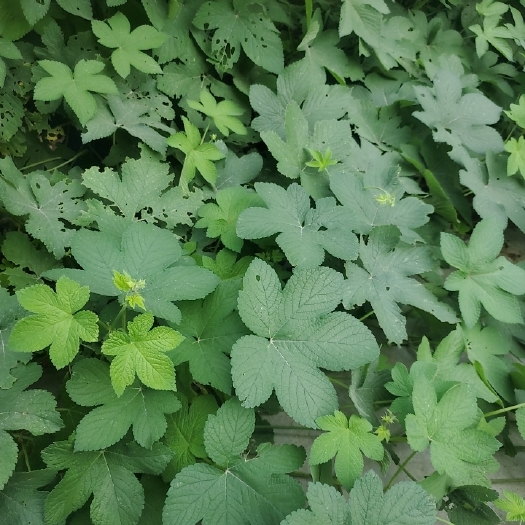 曹县葎草