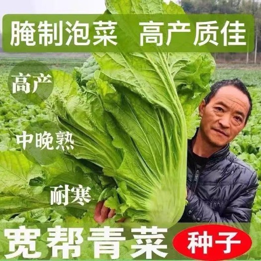 长沙宽帮青菜种子腌渍泡菜酸菜腌菜四川芥菜中熟大叶秋播蔬菜种子