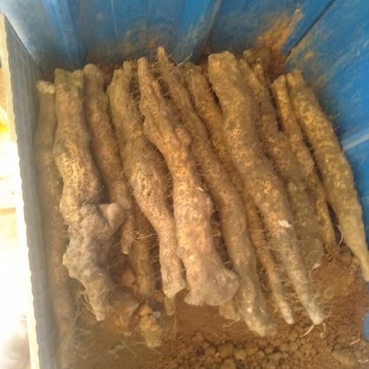 我家所出售的是瑞昌山药，品质优良，根根支大粉糯！欢迎大家来采