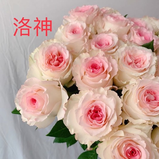 基地直供【洛神】月季苗大花品种裸根扦插小苗庭院阳台绿植四季开