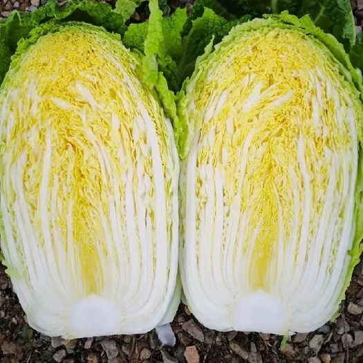 西吉县黄心白菜，