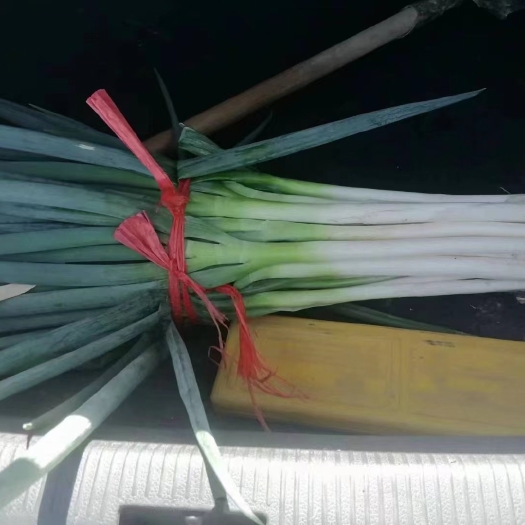 靖远县铁杆白葱