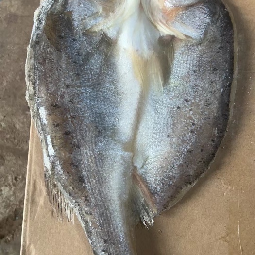 佛山海鲈